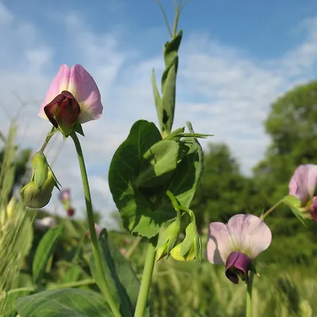 La Maison Du Meunier Dom wakacyjny *