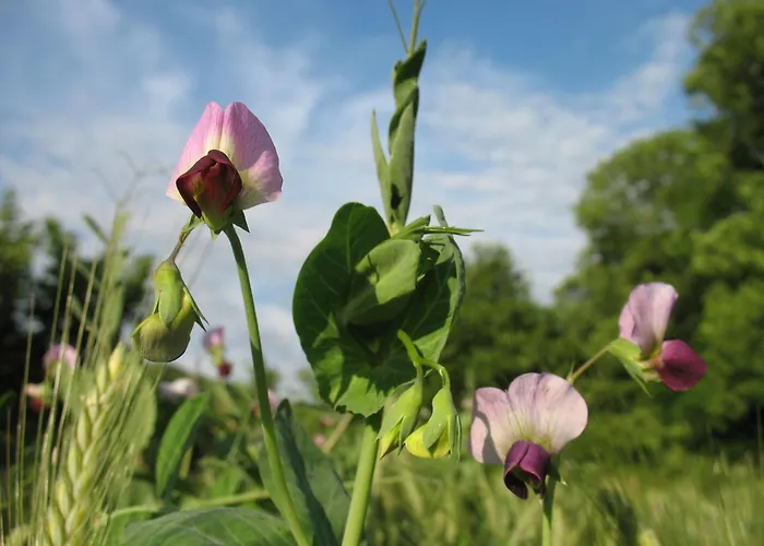 La Maison Du Meunier Hébergement de vacances *